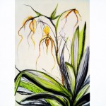 spider orchid